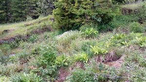 Pohľad na TML - biotop s Cochelaria pyrenaica