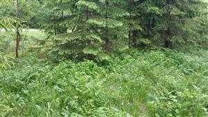 Pohľad na TML - zarastajúce Lk5