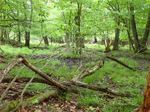 TML, dolina Velického potoka