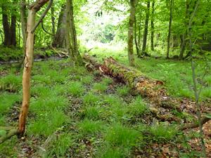 TML, interiér podmáčanej jelšiny