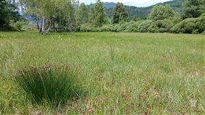 Pohľad na TML s posledným väčším trsom Schoenus ferrugineus