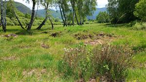 Pohľad na TML východným smerrom, v popredí Rhododendron tomentosum