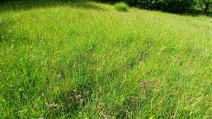 Pohľad na TML - detail porastu