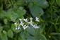 Platanthera bifolia v TML