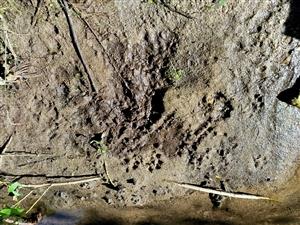 Stopy vydry riečnej 