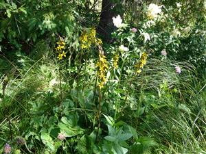 Ligularia sibirica na lokalite