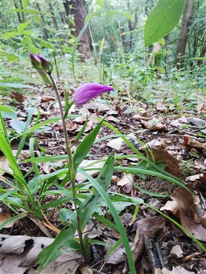 prilbovka červená - cephalanthera rubra