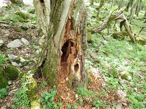 TML, strom s potenc. výskytom sledovaného druhu