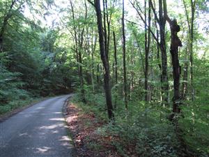 Biotop druhu Rosalia alpina 