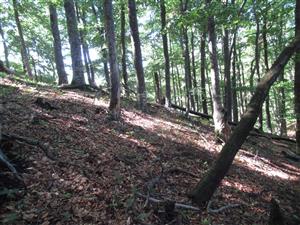 Biotop druhu Rosalia alpina