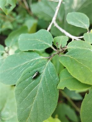 Agrilus cyanescens Ratzeburg, 1837