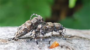 Acanthoderes clavipes