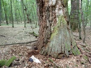 TML, strom obsadený O. eremita