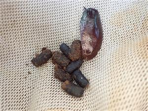 TML, pobytové znaky a torzo O. eremita