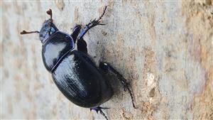 Anoplotupes stercorucus