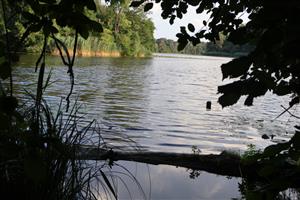 Pohľad na SZ časti TML Číčovské mŕtve rameno. Foto: 21.7.2025. J.Lengyel.