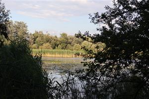 Pohľad na SV časť TML Číčovské mŕtve rameno, foto: 21.7.2025, J.Lengyel.