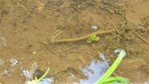 Natrix natrix