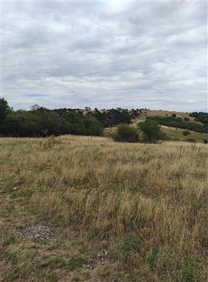 TML_SagaPedo_011 Zobor_2