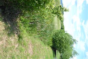 HOrná časť TML na kanáli Galamia pod svahom s kaplnkou, pohľad smerom k býv. budove vodohosp. podniku. Šíri sa porasty kríkov (Salix spp., Swida sanguinea).