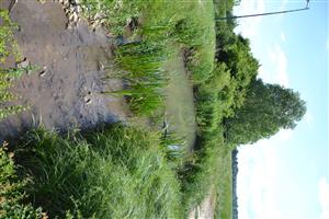 Dolná časť TML začína otvorenou vodnou hladinou, pokračuje zarasteným a zatieneným korytom kanála Galamia.