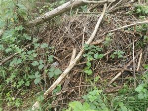 naplavená org. hmota 