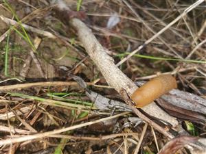 invázny slizovec iberský