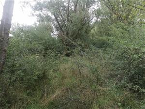 sukcesiou zarastajúca časť TML mimo regulovaného pobrežného pásma