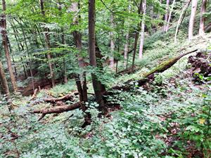 TML_RosaAlp_024_2025