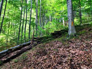 TML_RosaAlp_024_2025_koniecTMP