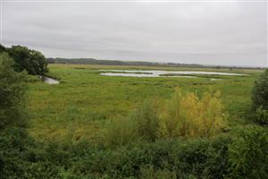 Pohľad na zaplavené močiarne časti TML Žit.luh, foto: 27.7.2025, J.Lengyel.