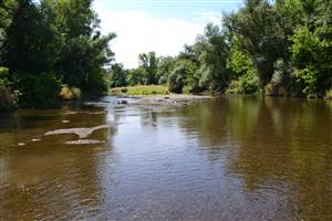 Dolní okraj TML Malé Kosihy, štrkové lavice nie sú v hodný habitát druhu Gomphus flavipes. Nízký vodný stav.