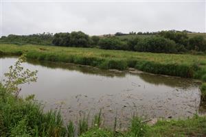 Pohľad na JV močiarnu časť TML Žitavský luh, foto: 27.7.2025, J.Lengyel.