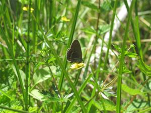 Coenonympha hero - imago