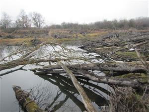 Castorland