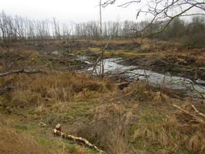 Castorland
