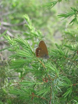 Coenonympha hero - imago