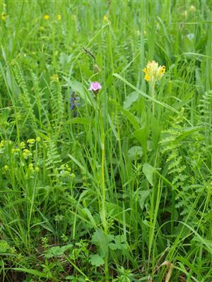 detail s orchideami2