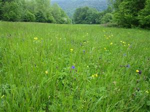 detail spoločenstva