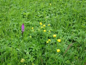 detail s orchideami 1