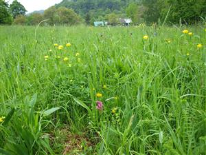 detail s orchideami 3