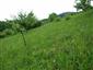 Suchomilné travinnobylinné a krovinové porasty na vápnitom podloží (*dôležité stanovištia Orchideaceae) (23.5.2015)