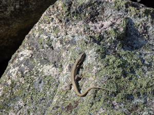 Podarcis muralis