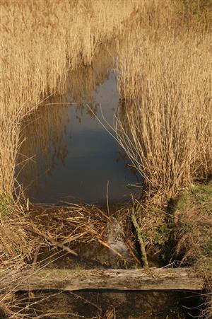 hať