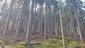Kukučka obyčajná (jarabá) (21.5.2025)