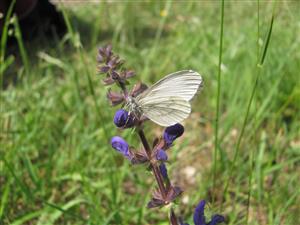 Leptidea morsei - imago