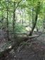 plocháč červený (19.5.2015)