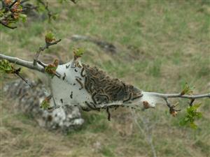 hniezdo húseníc Eriogaster catax na TML_ErioCata_010 19.apríla 2015