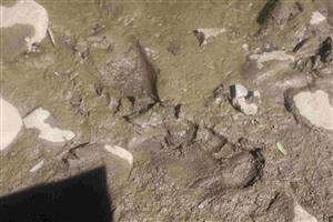 Stopa Ursus arctos