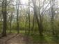 Lužné dubovo-brestovo-jaseňové lesy okolo nížinných riek (15.4.2015)